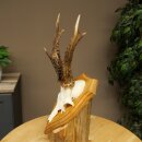 Rehgeweih Rehbock Gewicht 320g Reh Geweih Bock Gehörn Trophäenschild 607.167
