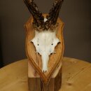 Rehgeweih Rehbock Gewicht 320g Reh Geweih Bock Gehörn Trophäenschild 607.167