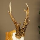 Rehgeweih Rehbock Gewicht 320g Reh Geweih Bock Gehörn Trophäenschild 607.167