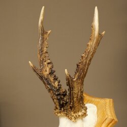 Rehgeweih Rehbock Gewicht 320g Reh Geweih Bock Gehörn Trophäenschild 607.167