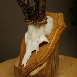 Rehgeweih Rehbock Gewicht 320g Reh Geweih Bock Gehörn Trophäenschild 607.167