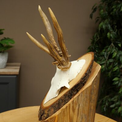 Rehgeweih abnormes Reh Geweih Gehörn Rehbock Trophäe auf Baumscheibe 606.154