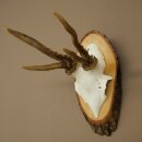 Rehgeweih abnormes Reh Geweih Gehörn Rehbock Trophäe auf Baumscheibe 606.154