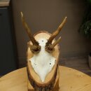 Rehgeweih abnormes Reh Geweih Gehörn Rehbock Trophäe auf Baumscheibe 606.154