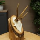 Rehgeweih abnormes Reh Geweih Gehörn Rehbock Trophäe auf Baumscheibe 606.154