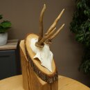 Rehgeweih abnormes Reh Geweih Gehörn Rehbock Trophäe auf Baumscheibe 606.154