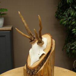 Rehgeweih abnormes Reh Geweih Gehörn Rehbock Trophäe auf Baumscheibe 606.154
