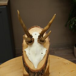 Rehgeweih abnormes Reh Geweih Gehörn Rehbock Trophäe auf Baumscheibe 606.154