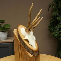 Rehgeweih abnormes Reh Geweih Gehörn Rehbock Trophäe auf Baumscheibe 606.154