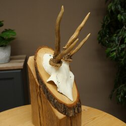 Rehgeweih abnormes Reh Geweih Gehörn Rehbock Trophäe auf Baumscheibe 606.154