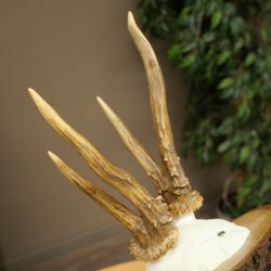 Rehgeweih abnormes Reh Geweih Gehörn Rehbock Trophäe auf Baumscheibe 606.154