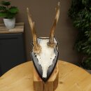 Rehgeweih abnormes Reh Geweih Gehörn Rehbock Trophäe auf Trophäenschild 606.155