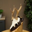 Rehgeweih abnormes Reh Geweih Gehörn Rehbock Trophäe auf Trophäenschild 606.155