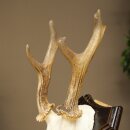 Rehgeweih abnormes Reh Geweih Gehörn Rehbock Trophäe auf Trophäenschild 606.155