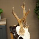 Rehgeweih abnormes Reh Geweih Gehörn Rehbock Trophäe auf Trophäenschild 606.155