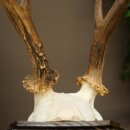 Rehgeweih abnormes Reh Geweih Gehörn Rehbock Trophäe auf Trophäenschild 606.155