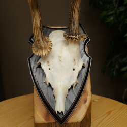 Rehgeweih abnormes Reh Geweih Gehörn Rehbock Trophäe auf Trophäenschild 606.155