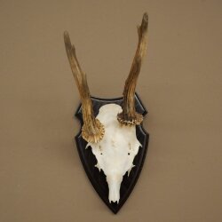 Rehgeweih abnormes Reh Geweih Gehörn Rehbock Trophäe auf Trophäenschild 606.155