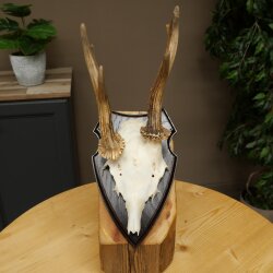 Rehgeweih abnormes Reh Geweih Gehörn Rehbock Trophäe auf Trophäenschild 606.155