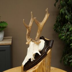 Rehgeweih abnormes Reh Geweih Gehörn Rehbock Trophäe auf Trophäenschild 606.155