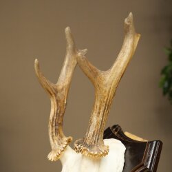Rehgeweih abnormes Reh Geweih Gehörn Rehbock Trophäe auf Trophäenschild 606.155