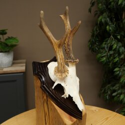 Rehgeweih abnormes Reh Geweih Gehörn Rehbock Trophäe auf Trophäenschild 606.155