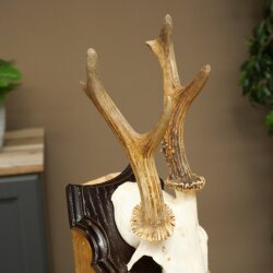 Rehgeweih abnormes Reh Geweih Gehörn Rehbock Trophäe auf Trophäenschild 606.155