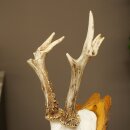 Rehgeweih Reh Geweih Gehörn Rehbock Trophäe auf Akazie Schild 606.156
