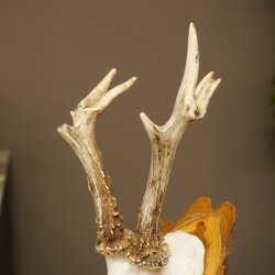 Rehgeweih Reh Geweih Gehörn Rehbock Trophäe auf Akazie Schild 606.156
