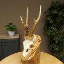 Rehgeweih Gewicht 270g Reh Geweih Gehörn Rehbock Trophäe auf Trophäenschild 606.158