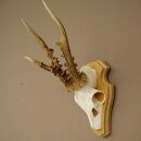 Rehgeweih Gewicht 270g Reh Geweih Gehörn Rehbock Trophäe auf Trophäenschild 606.158