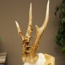 Rehgeweih Gewicht 270g Reh Geweih Gehörn Rehbock Trophäe auf Trophäenschild 606.158
