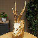 Rehgeweih Gewicht 270g Reh Geweih Gehörn Rehbock Trophäe auf Trophäenschild 606.158