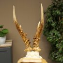 Rehgeweih Gewicht 270g Reh Geweih Gehörn Rehbock Trophäe auf Trophäenschild 606.158