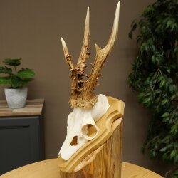 Rehgeweih Gewicht 270g Reh Geweih Gehörn Rehbock Trophäe auf Trophäenschild 606.158