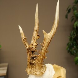 Rehgeweih Gewicht 270g Reh Geweih Gehörn Rehbock Trophäe auf Trophäenschild 606.158