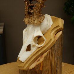 Rehgeweih Gewicht 270g Reh Geweih Gehörn Rehbock Trophäe auf Trophäenschild 606.158