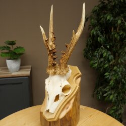 Rehgeweih Gewicht 270g Reh Geweih Gehörn Rehbock Trophäe auf Trophäenschild 606.158