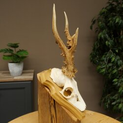 Rehgeweih Gewicht 270g Reh Geweih Gehörn Rehbock Trophäe auf Trophäenschild 606.158