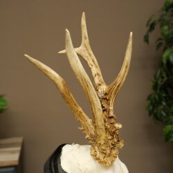 Rehgeweih abnormes Reh Geweih Gehörn Rehbock Trophäe auf Trophäenschild 606.159
