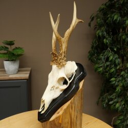 Rehgeweih abnormes Reh Geweih Gehörn Rehbock Trophäe auf Trophäenschild 606.159