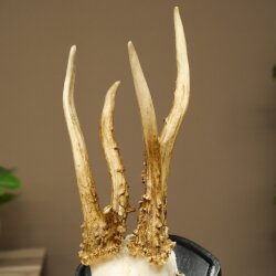 Rehgeweih abnormes Reh Geweih Gehörn Rehbock Trophäe auf Trophäenschild 606.159