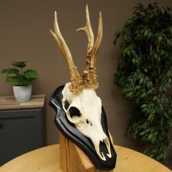 Rehgeweih abnormes Reh Geweih Gehörn Rehbock Trophäe auf Trophäenschild 606.159