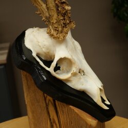 Rehgeweih abnormes Reh Geweih Gehörn Rehbock Trophäe auf Trophäenschild 606.159