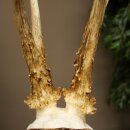 Rehgeweih abnormes Reh Geweih Gehörn Rehbock Trophäe auf Birke Schild 606.160