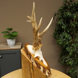 Rehgeweih abnormes Reh Geweih Gehörn Rehbock Trophäe auf Birke Schild 606.160