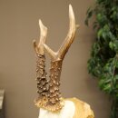 Rehgeweih Gewicht 275g Reh Geweih Gehörn Rehbock Trophäe auf geschnitztem Schild 606.161