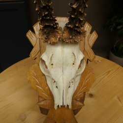 Rehgeweih Gewicht 275g Reh Geweih Gehörn Rehbock Trophäe auf geschnitztem Schild 606.161