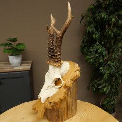 Rehgeweih Gewicht 275g Reh Geweih Gehörn Rehbock Trophäe auf geschnitztem Schild 606.161