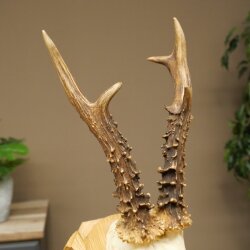 Rehgeweih Gewicht 275g Reh Geweih Gehörn Rehbock Trophäe auf geschnitztem Schild 606.161